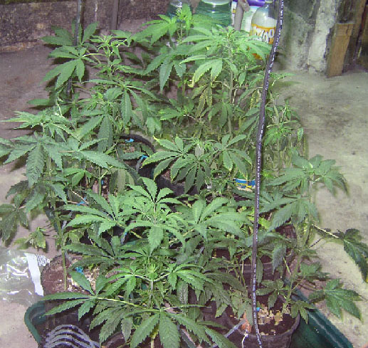 the drip system quit working and some of the plants started to wilt so when i went to the garden this is what i found but none died and in the 30 min i was there they were already looking much better(as seen in all other photos.)