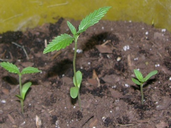 at two weeks