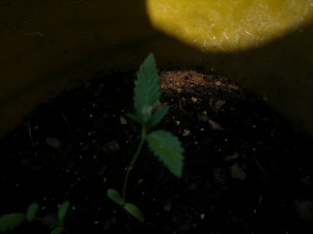 getting bigger