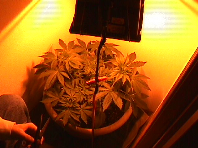 just trimed it........
