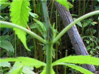 new growth kicking in since i had cleared the area up of other incroached weeds
