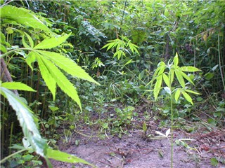 a shot of the plants in the fenced area