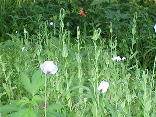 a bunch of poppies for a gander