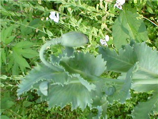 the largest poppy of the patch with three forming bulbs