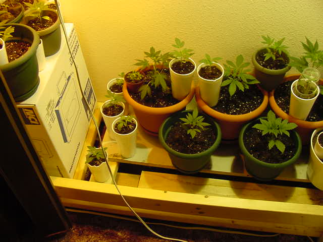 some were planted at later dates, so some are really small.