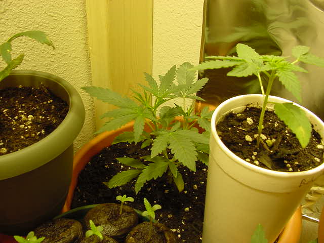 This plant was pruned at a very early point in its life.