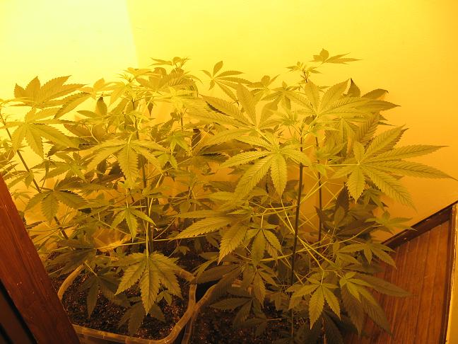 1 week into flower. Just under two months of life.