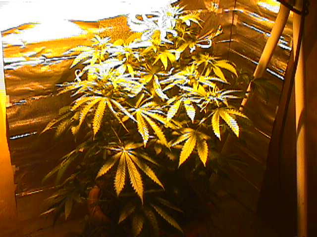 I think its time to name the plants