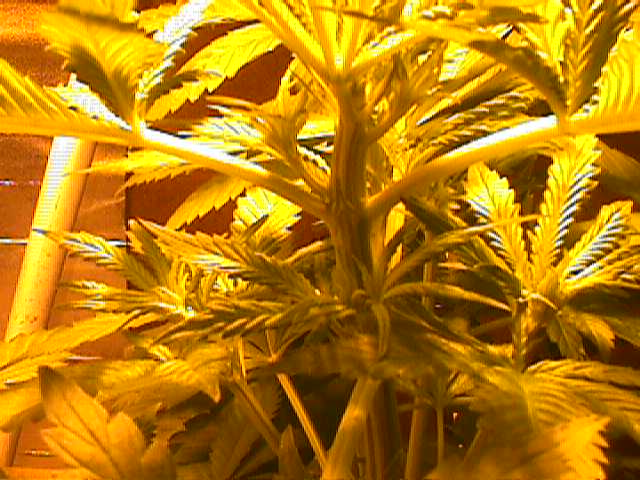 Its hard to see the little hairs but they are there