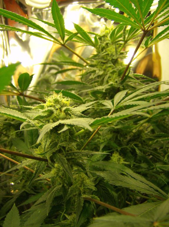 a view of the main cola with a peripheral bud up close.