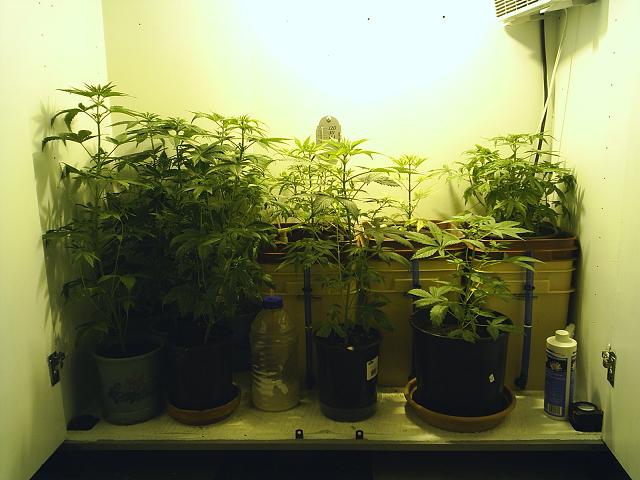 I changed to a 400W HPS bulb, changed the timer to 12/12. It's time to make some buds!!