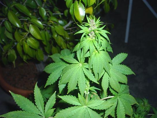 Theis male plant is looking awesome.   To bad it is'nt good smoke..